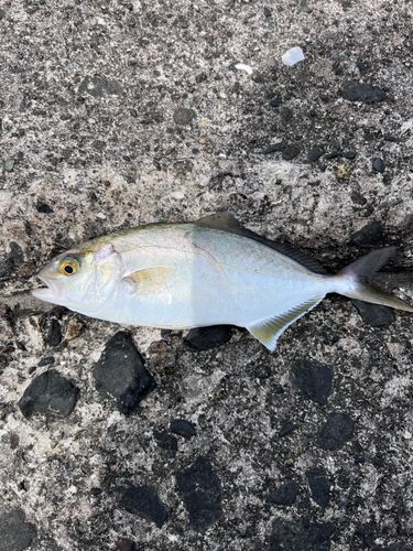 ショゴの釣果