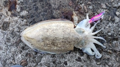 モンゴウイカの釣果