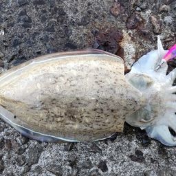 モンゴウイカ