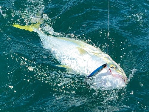 ハマチの釣果
