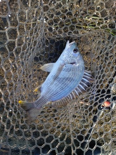 キビレの釣果