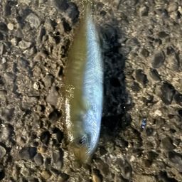 アジ