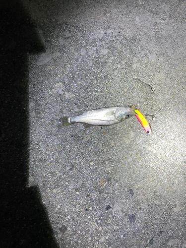 セイゴ（マルスズキ）の釣果