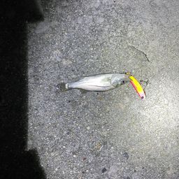 セイゴ（マルスズキ）