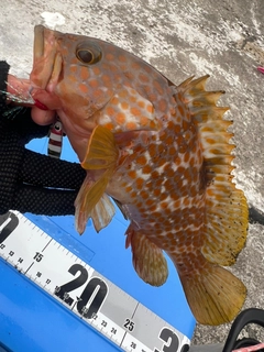 キジハタの釣果