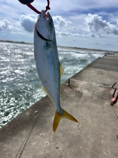 ワカシの釣果