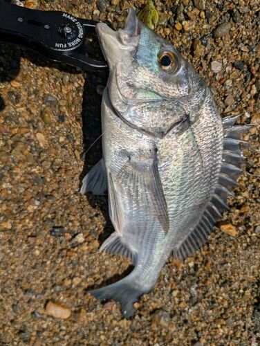 クロダイの釣果