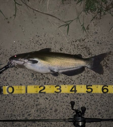 アメリカナマズの釣果
