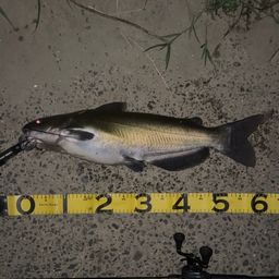 アメリカナマズ