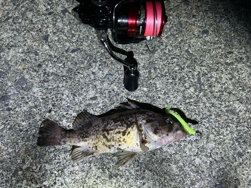 クロソイの釣果