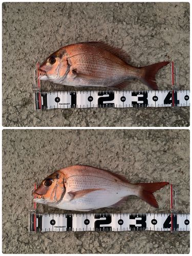 マダイの釣果