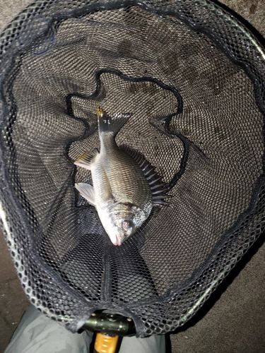 キビレの釣果