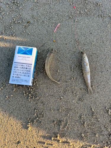 キスの釣果