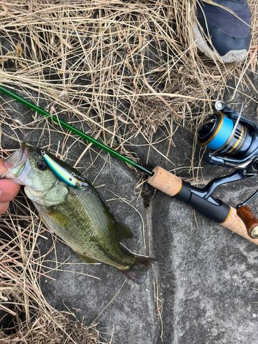 ラージマウスバスの釣果