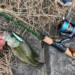 ラージマウスバス