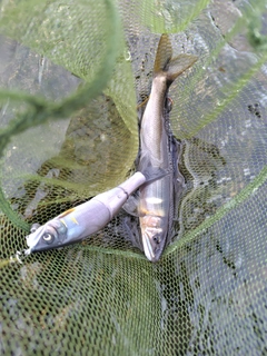 アユの釣果