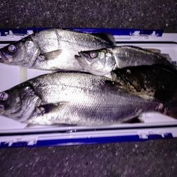 フッコ（ヒラスズキ）