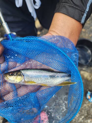 カワムツの釣果