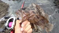 ムラソイの釣果