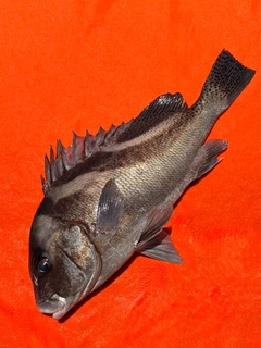 コショウダイの釣果