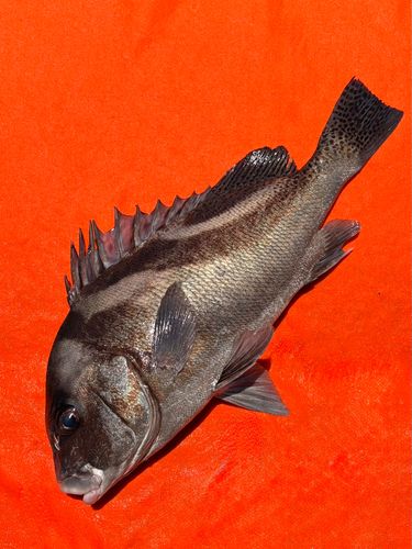 コショウダイの釣果