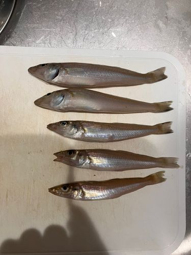 キスの釣果