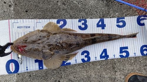 マゴチの釣果