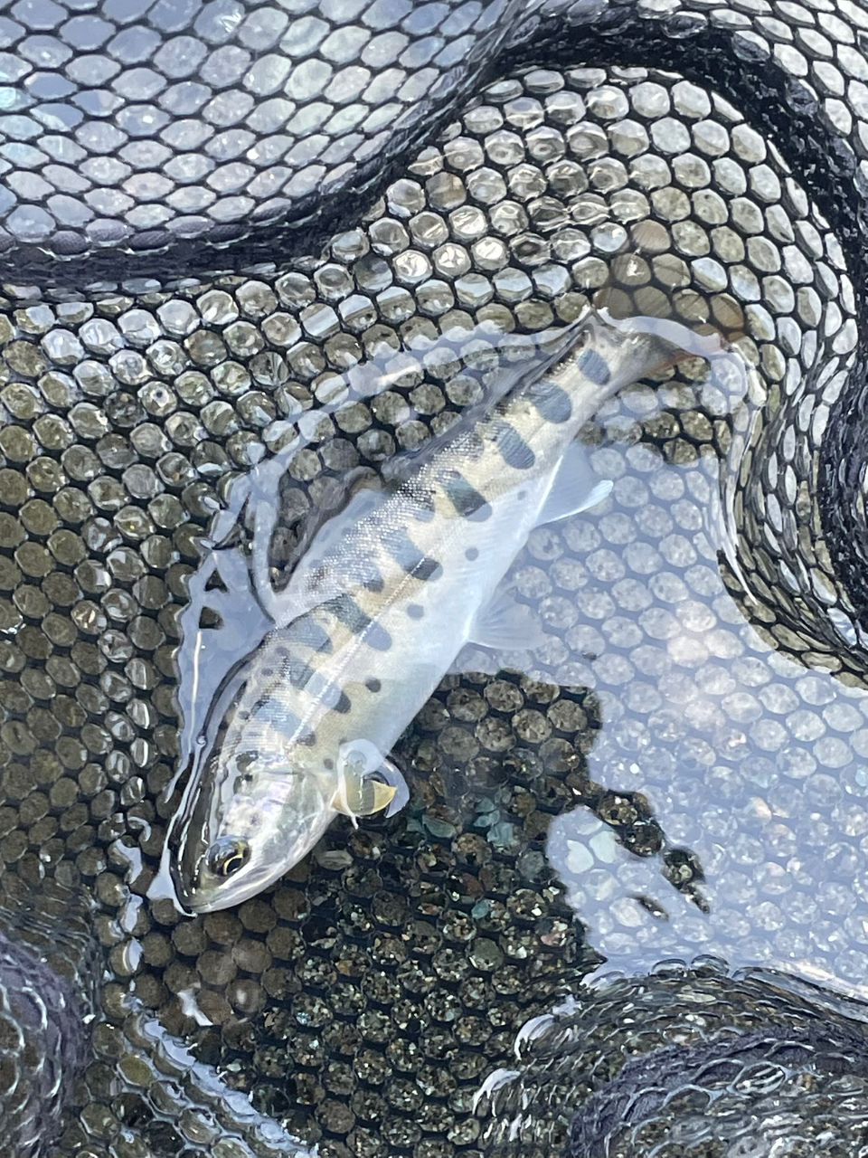 MajorCraft 新ファインテール ストリーム FSX-B502Lの最安値・インプレ