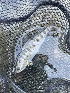 ヤマメの釣果