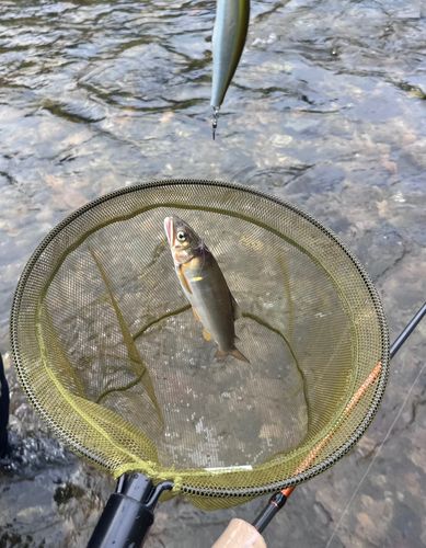 アユの釣果