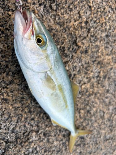 ヤズの釣果