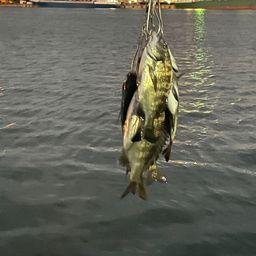 チヌ