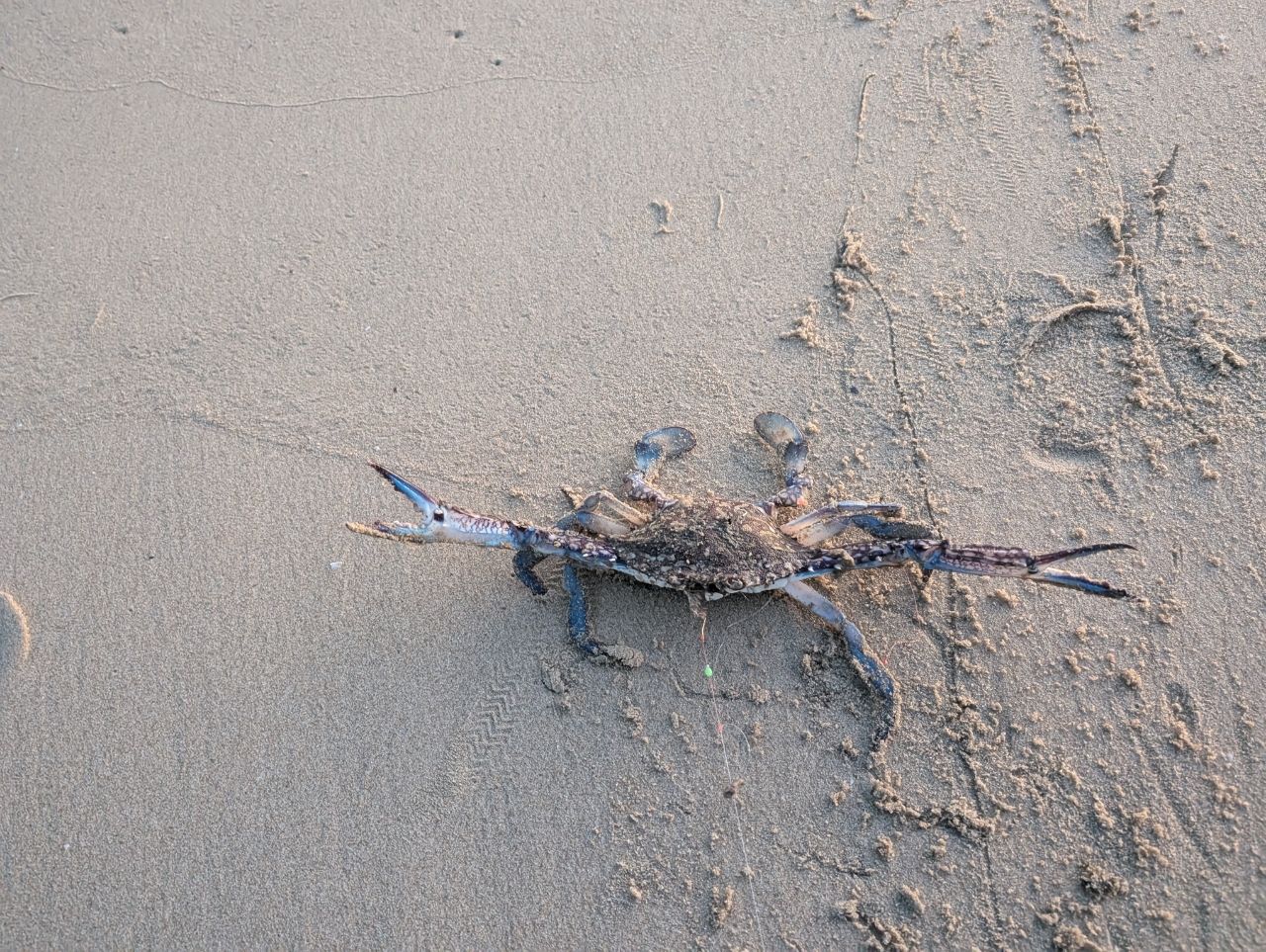 タイワンガザミ