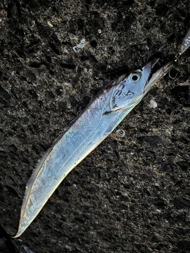 タチウオの釣果