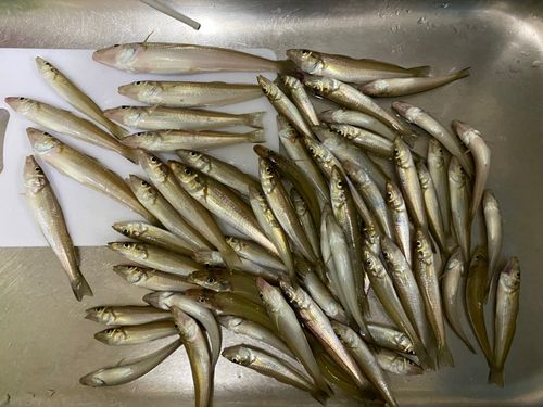 釣果