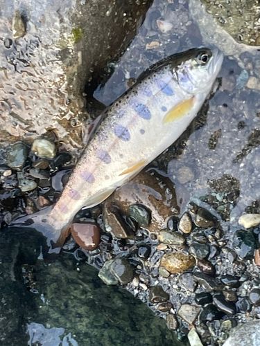 ヤマメの釣果