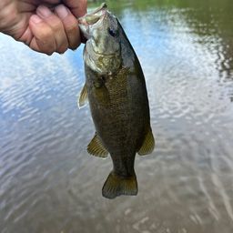 スモールマウスバス