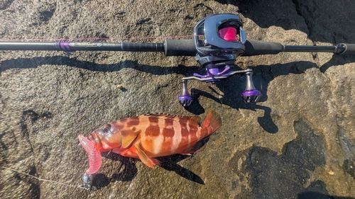 アカハタの釣果