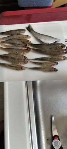 ハゼの釣果