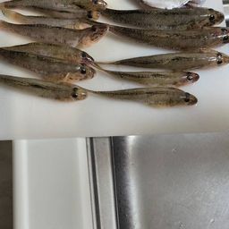 ハゼ