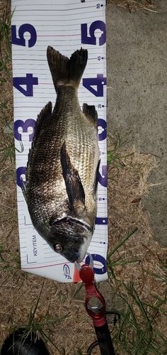 チヌの釣果