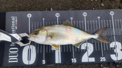 ショゴの釣果
