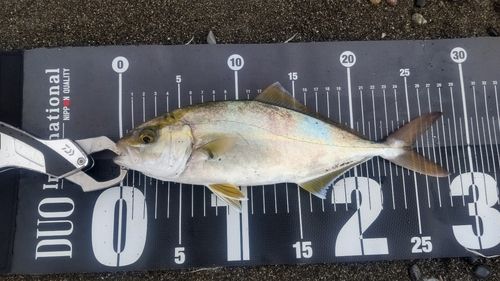 ショゴの釣果