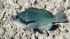 オナガグレの釣果