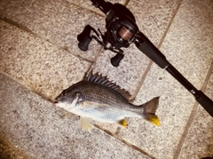 キビレの釣果