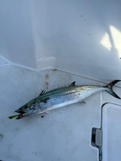 サワラの釣果