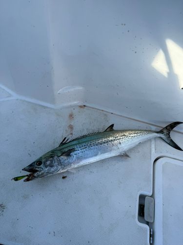 サワラの釣果