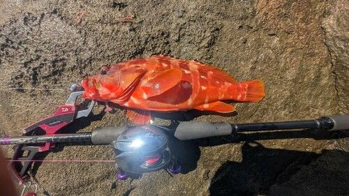 アカハタの釣果