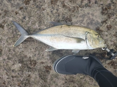 ガーラの釣果