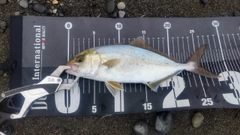 ショゴの釣果